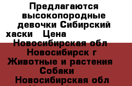 Предлагаются высокопородные девочки Сибирский хаски › Цена ­ 30000-35000 - Новосибирская обл., Новосибирск г. Животные и растения » Собаки   . Новосибирская обл.,Новосибирск г.